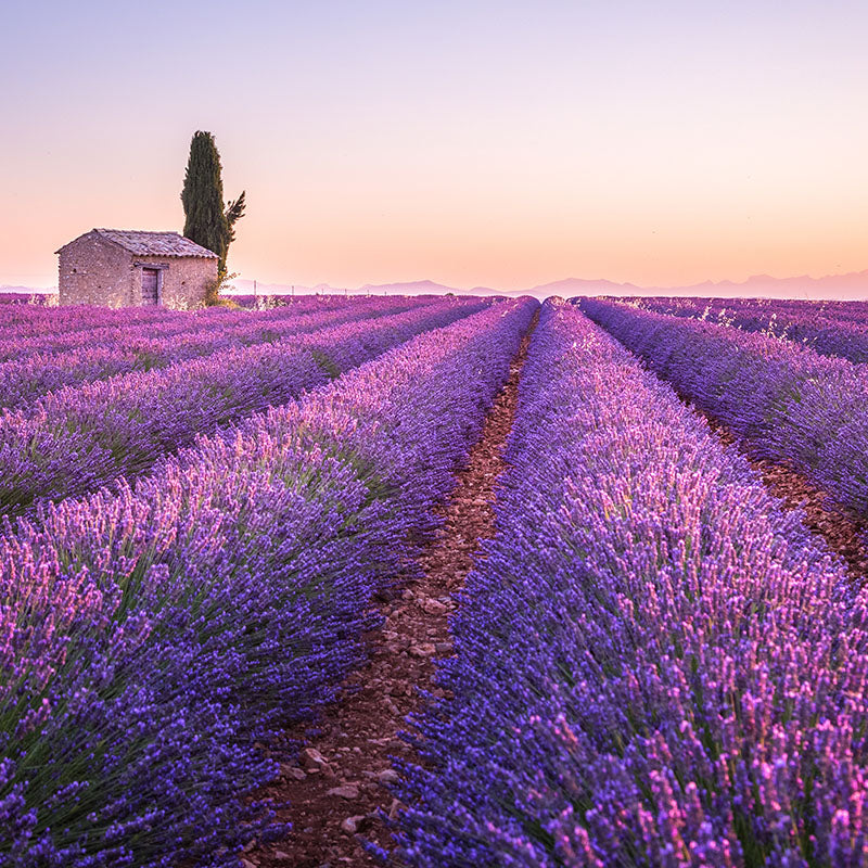 La Provence, berceau de la cosmétique naturelle