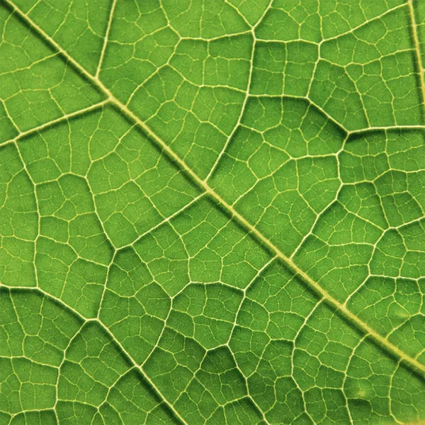 Le collagène végétal, secret d’une peau ferme