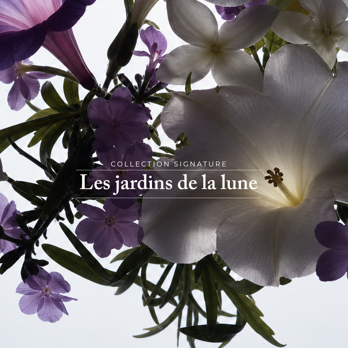 Lait pour le Corps - Les Jardins de la Lune 175 ml