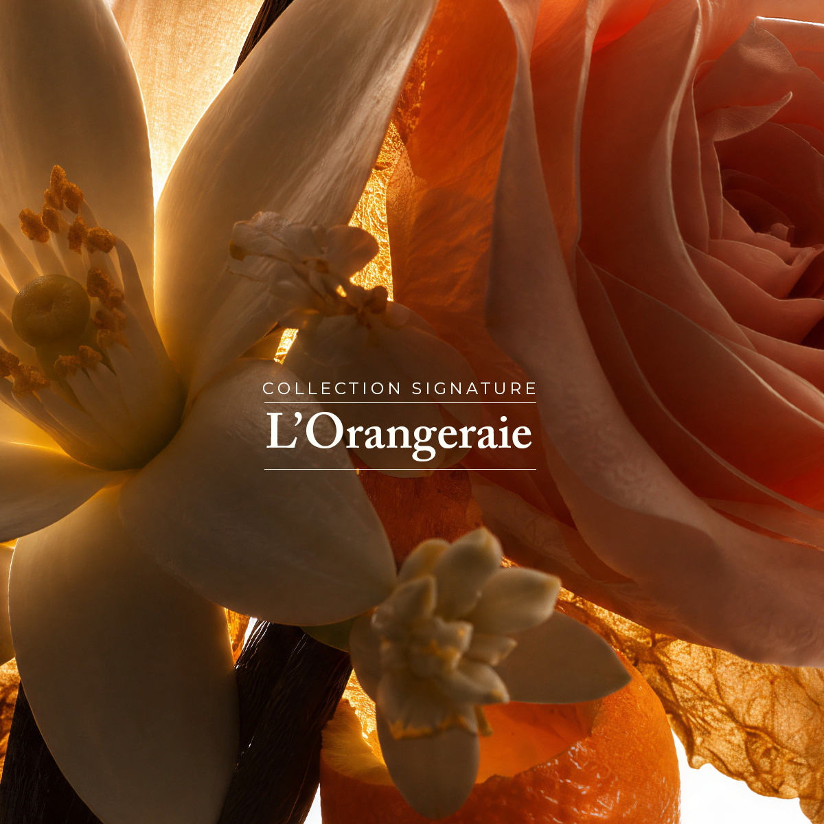 Douche Originelle - L'Orangeraie 70 ml