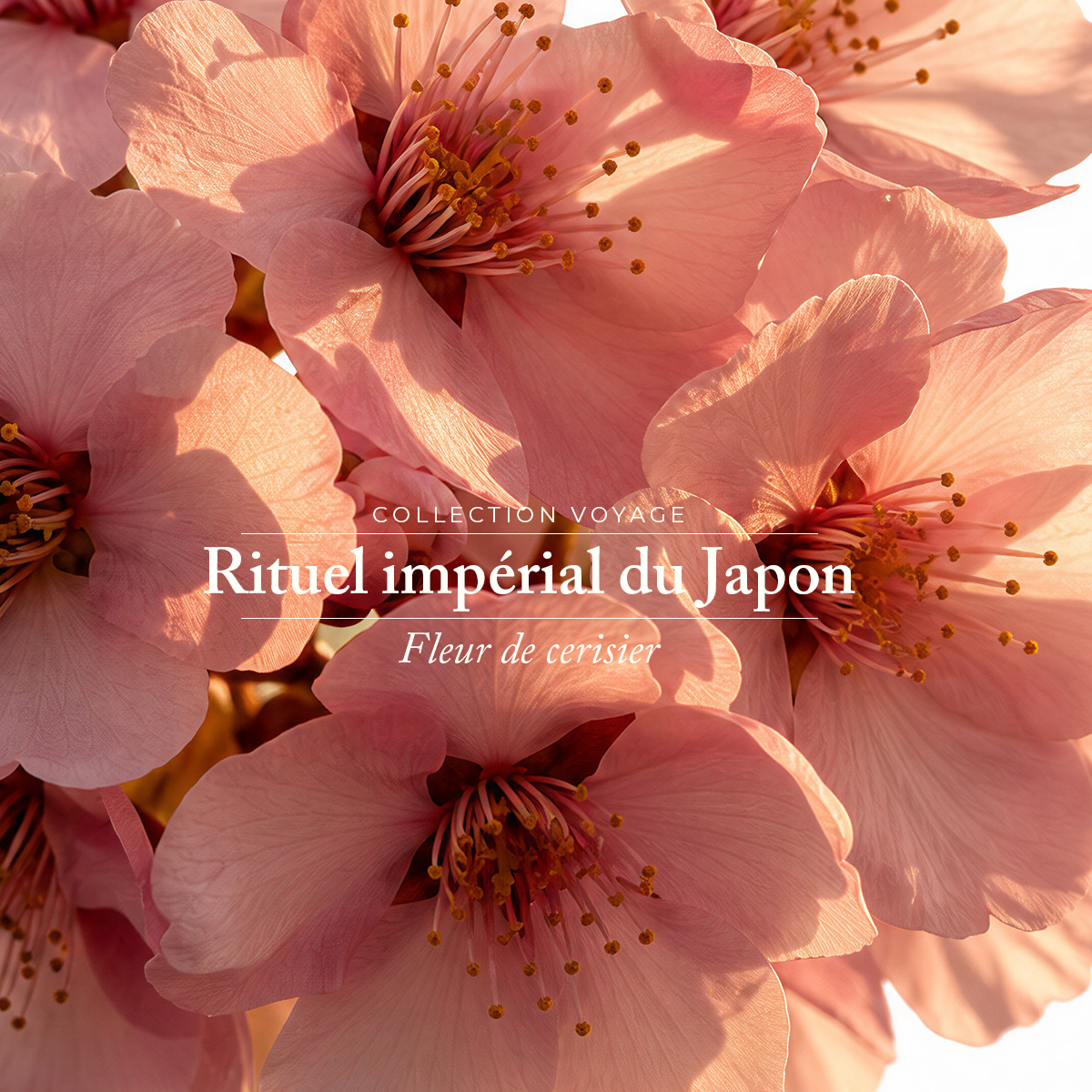 Eau de parfum - Fleur de cerisier - Rituel impérial du Japon - 15ml